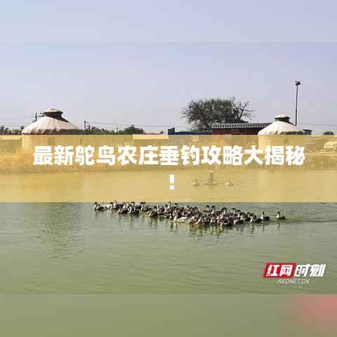 最新鸵鸟农庄垂钓攻略大揭秘!