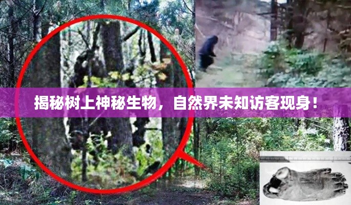 揭秘树上神秘生物,自然界未知访客现身!