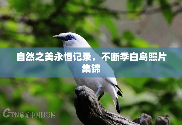 自然之美永恒记录，不断季白鸟照片集锦